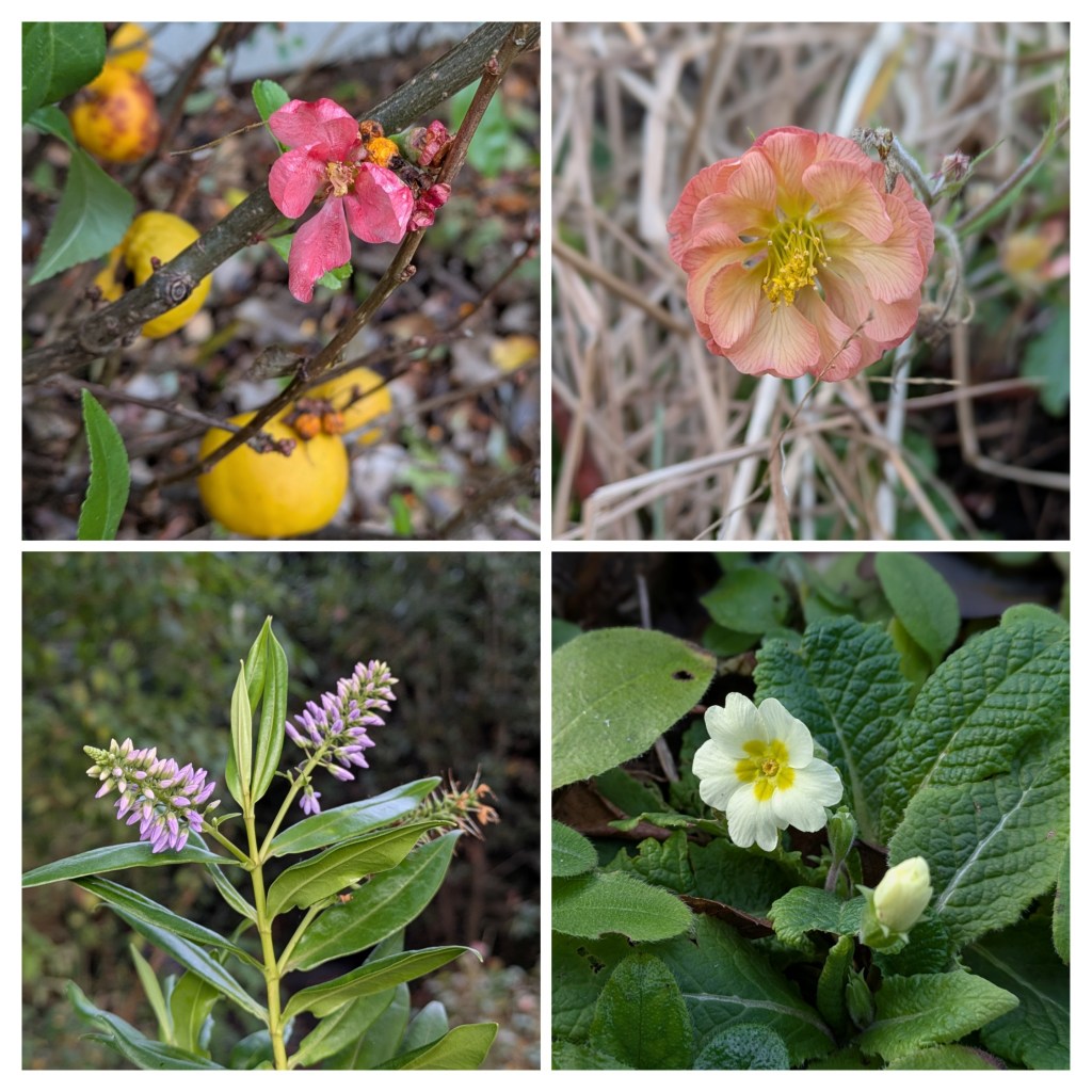 New Year's Day flowers in Ali H's garden (Chaenomeles, Geum, Hebe, Primula)