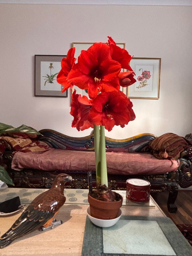 Angela's glorious Amaryllis January 2026