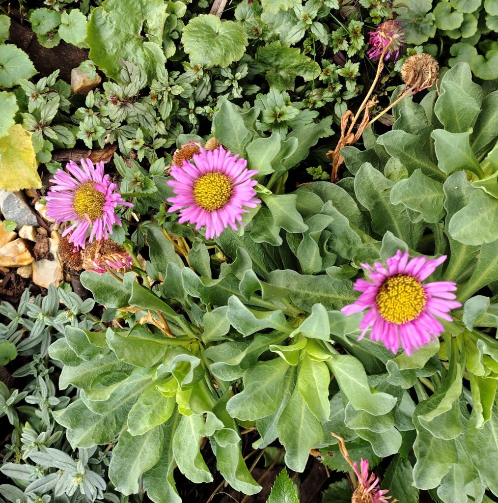 Erigeron 'Sea Breeze' in flower on New Year's Day, in Carolyn H's garden