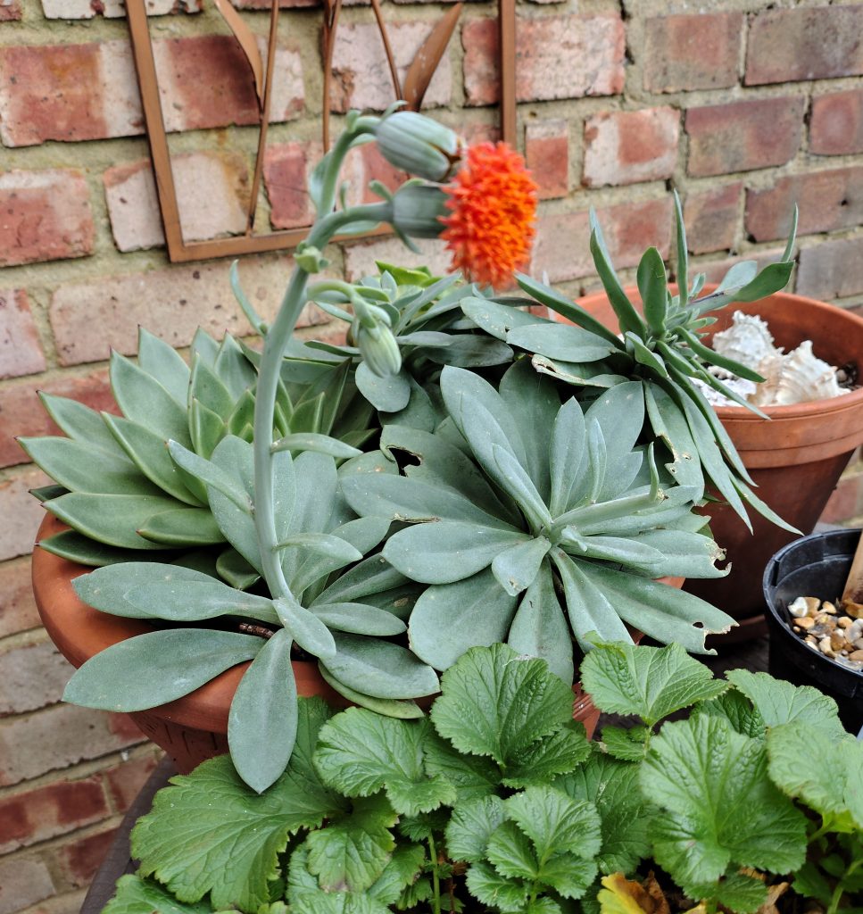 Kleinia fulgens in flower on New Year's Day, in Carolyn H's garden