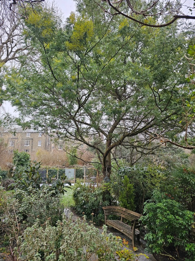 Mimosa tree in flower on 6 January, in Sian's garden Mimosa tree in flower on 6 January, in Sian's garden