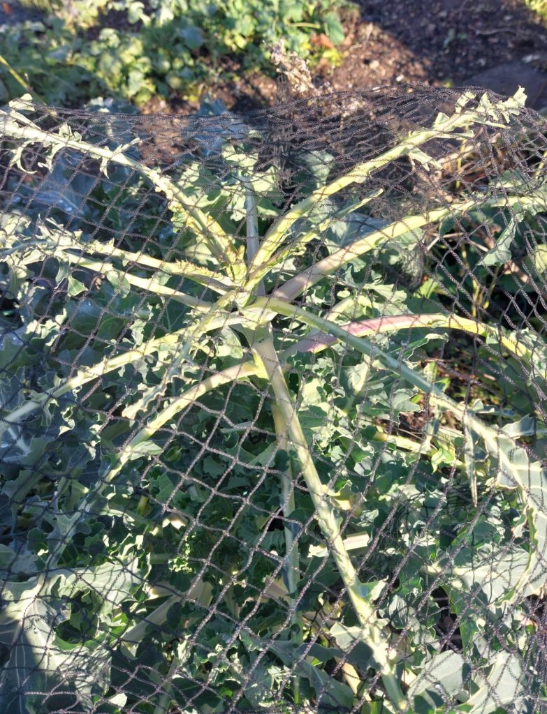 Broccoli plants eaten and no sign of florets Broccoli plants eaten and no sign of florets