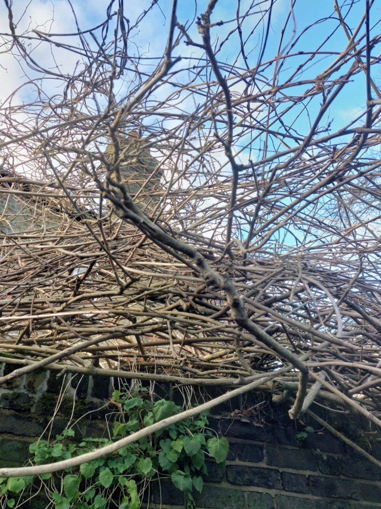 Wisteria in need of pruning Wisteria in need of pruning