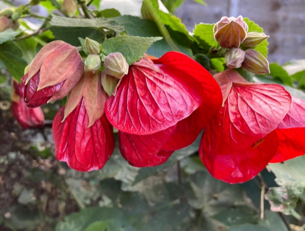 Karen's Abutilon