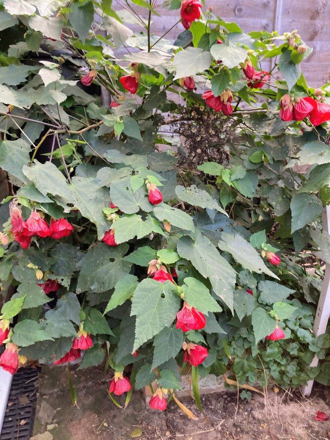Karen's Abutilon