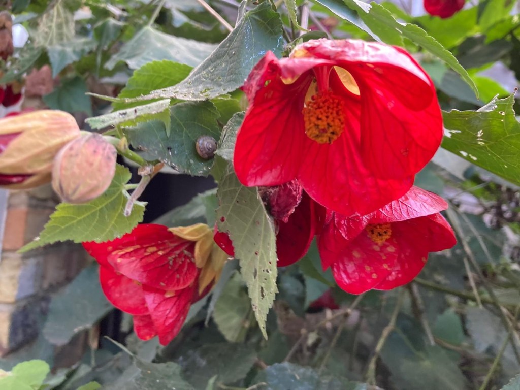 Karen's Abutilon (and snail!)
