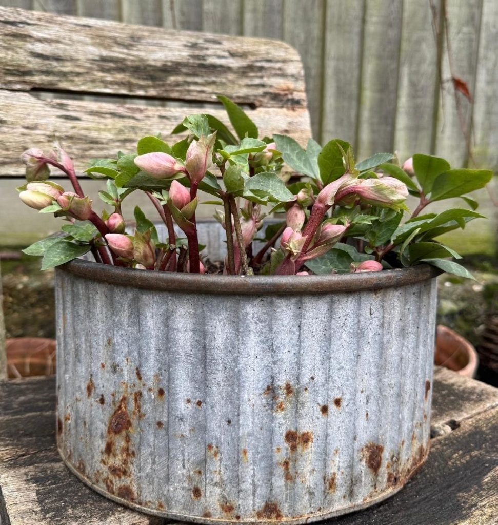Hellebores (just about!) in flower on New Year's Day, in Jane C's garden