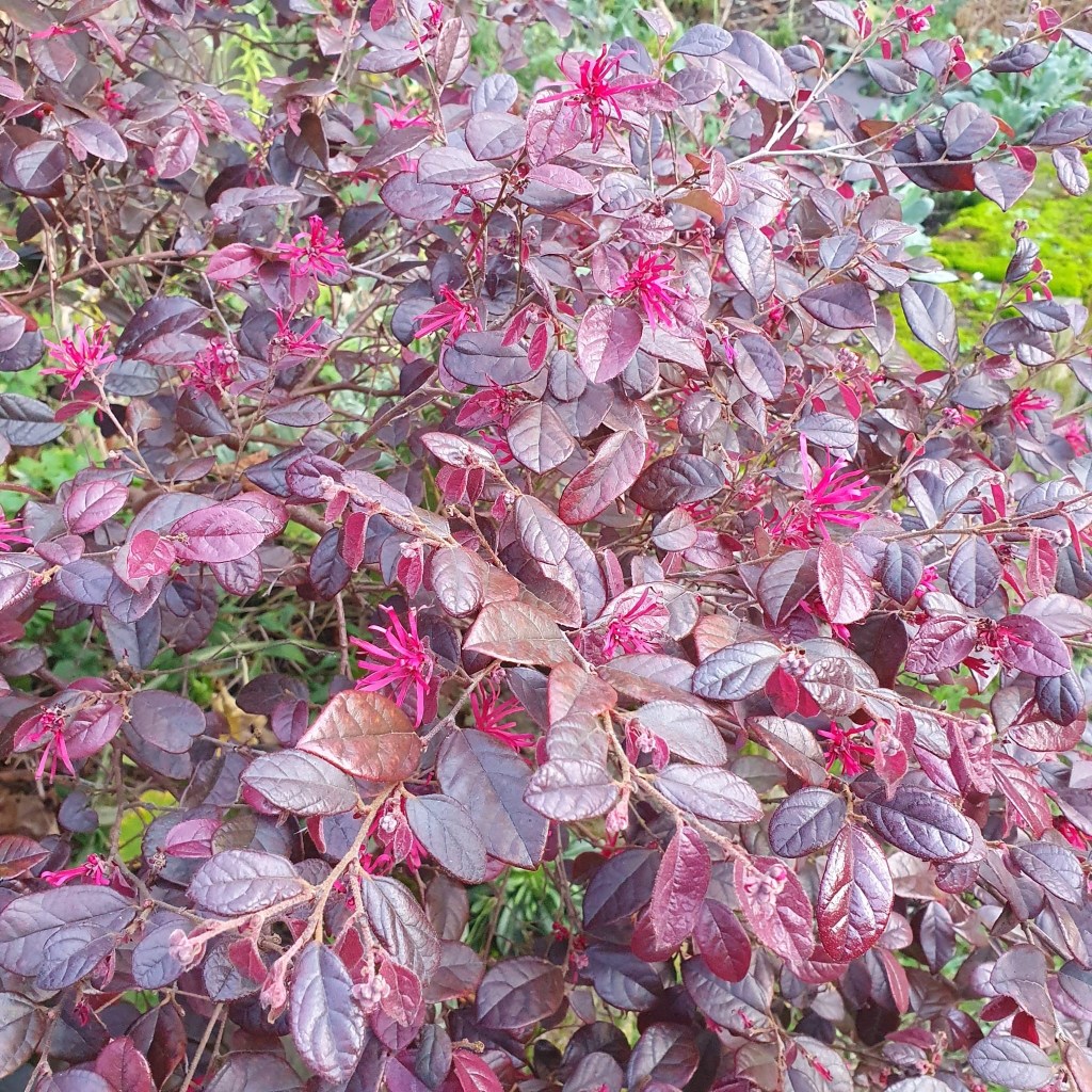 Loropetalum (Chinese witchhazel) in flower on New Year's Day, in Mandy A's garden