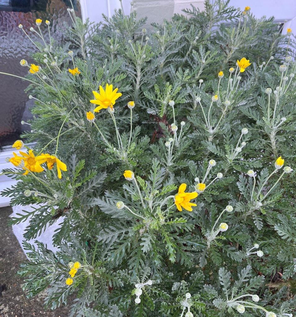 Euryops pectinatus in flower on New Year's Day, in Mandy H's garden