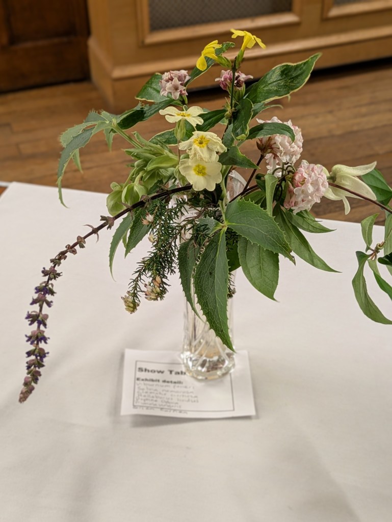 A delicate late-winter (or even early-spring!) selection, comprising Viburnum farreri, Salvia nemerosa, Clematis urophylla 'Winter Beauty', Helleborus lividus, Daphne odora, Primula vulgaris and Erica carnea. CABAHS Show Table January 2026