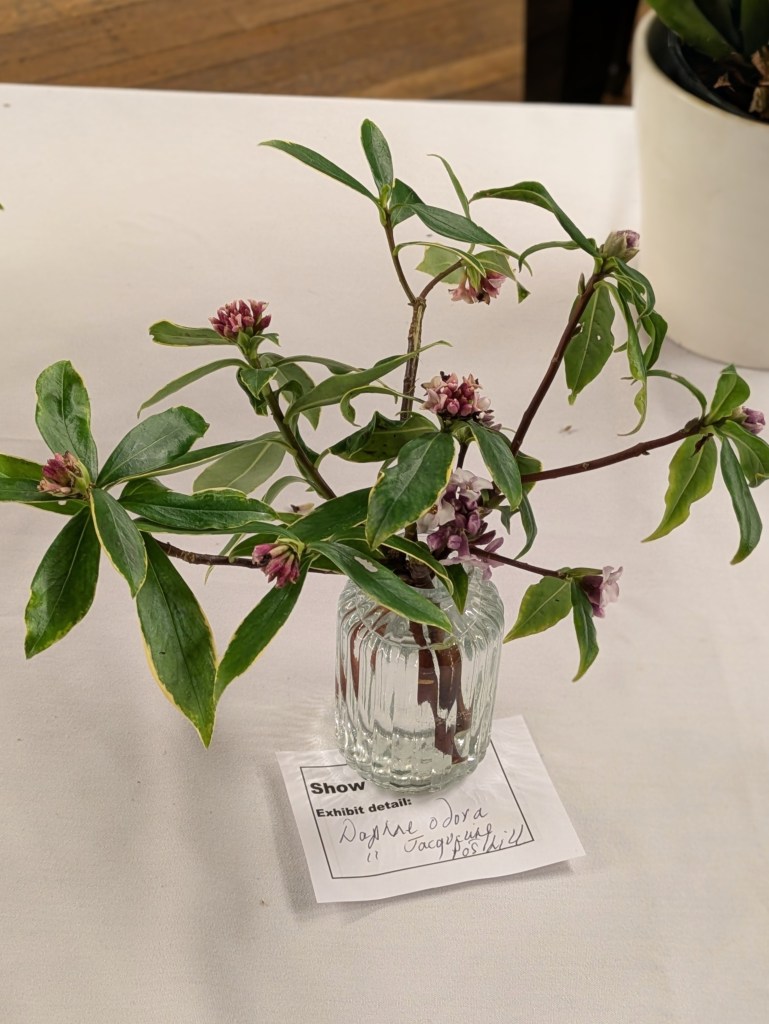 Beautifully scented Daphne odora 'Jacqueline Postill' CABAHS Show Table January 2026