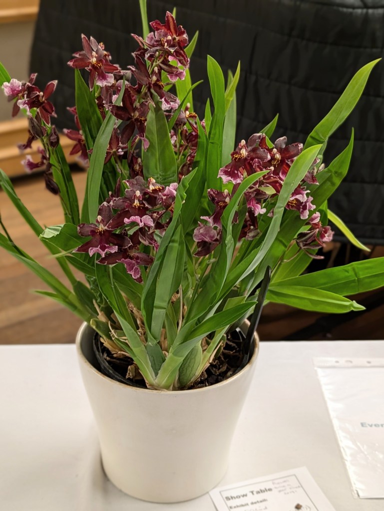 Extraordinary orchid (Zygopetalum) CABAHS Show Table January 2026