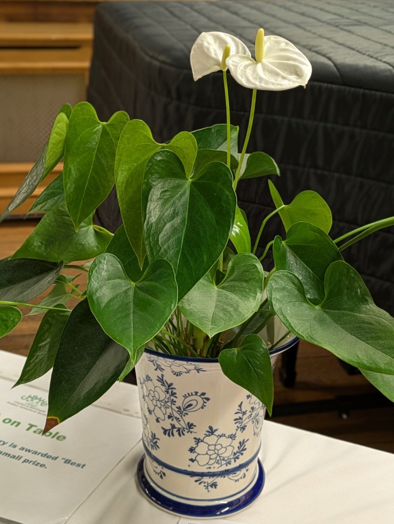 Very healthy flamingo lily (Anthurium) CABAHS Show Table January 2026