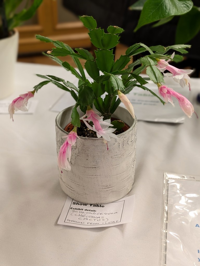 Unusual-coloured Schlumbergera (Christmas cactus), apparently grown from a single leaf cutting! CABAHS Show Table January 2026