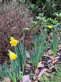 Daffodils in flower on New Year's Day, in Sharon C's garden
