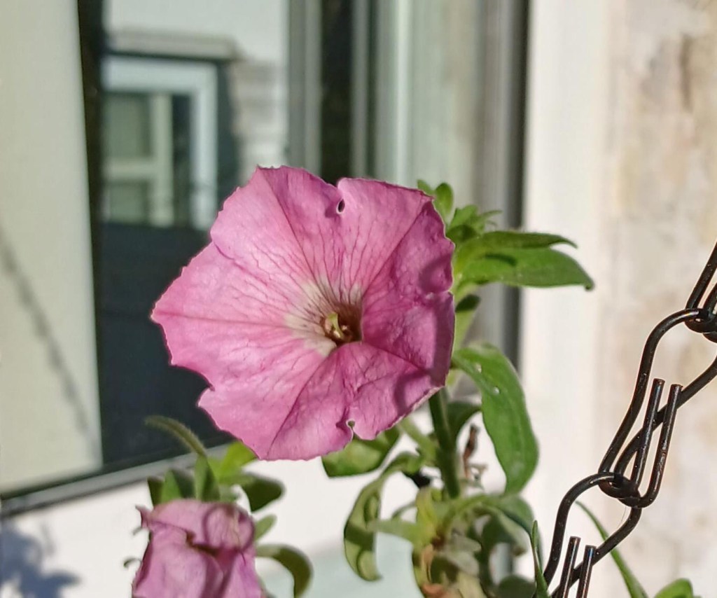 Petunia in flower on New Year's Day, in Tim H's garden