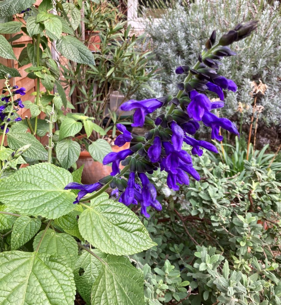 Salvia in flower on New Year's Day, in Vicky F's garden