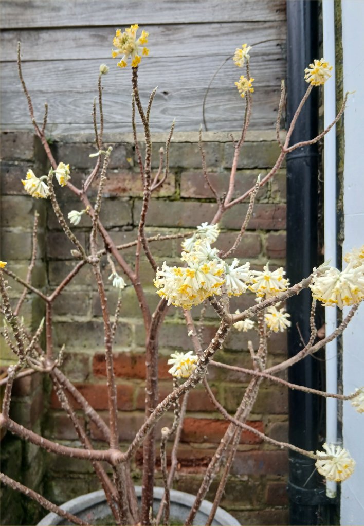 Edgworthia chrysantha grown in a pot by CABAHS President Sir Nicolas Bevan