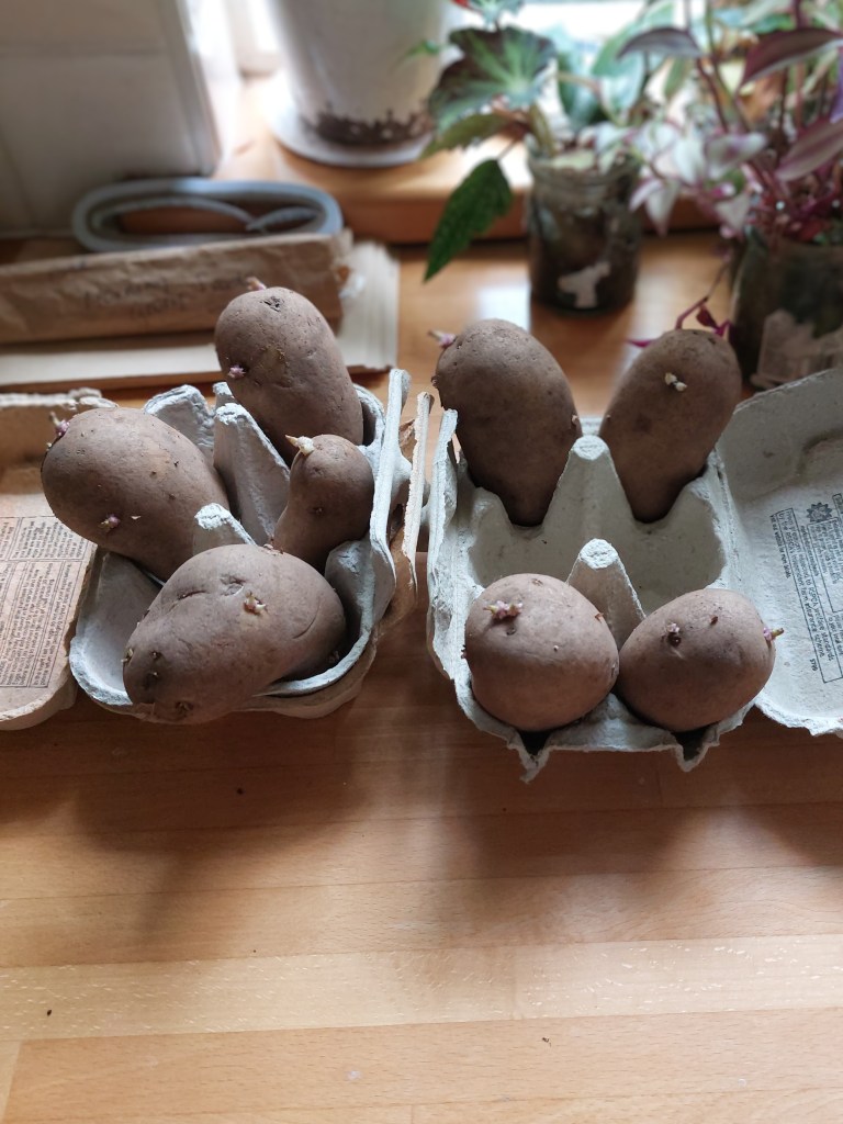 Chitting first- and second-early potatoes in eggboxes