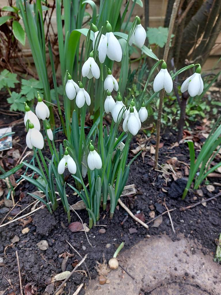 Snowdrops - Galanthus 'S. Arnott'