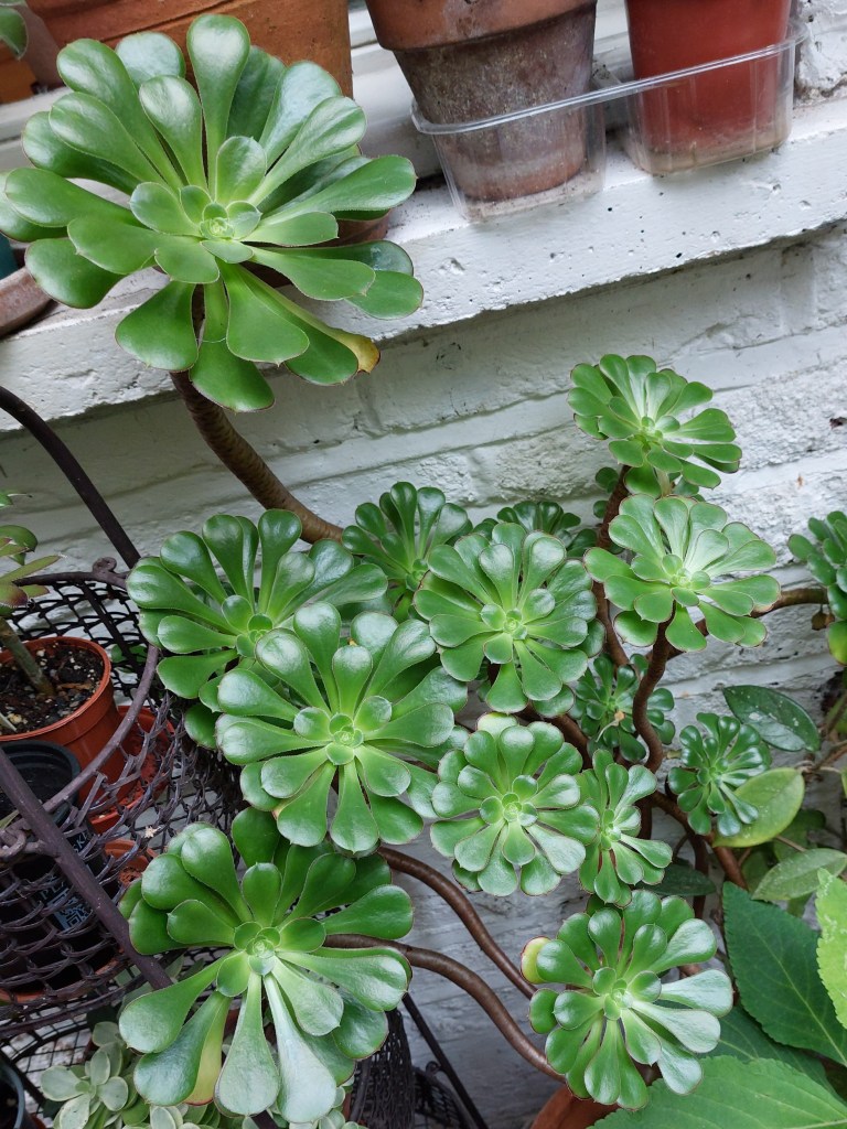 Check on your Aeoniums!