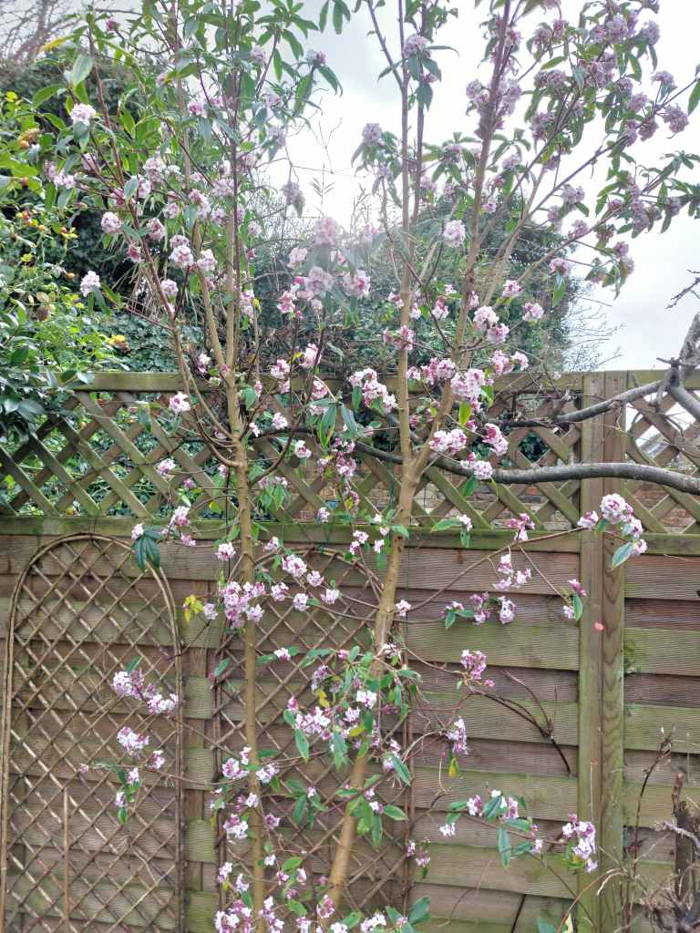 Daphne bohlua 'Jacqueline Postill' in full bloom