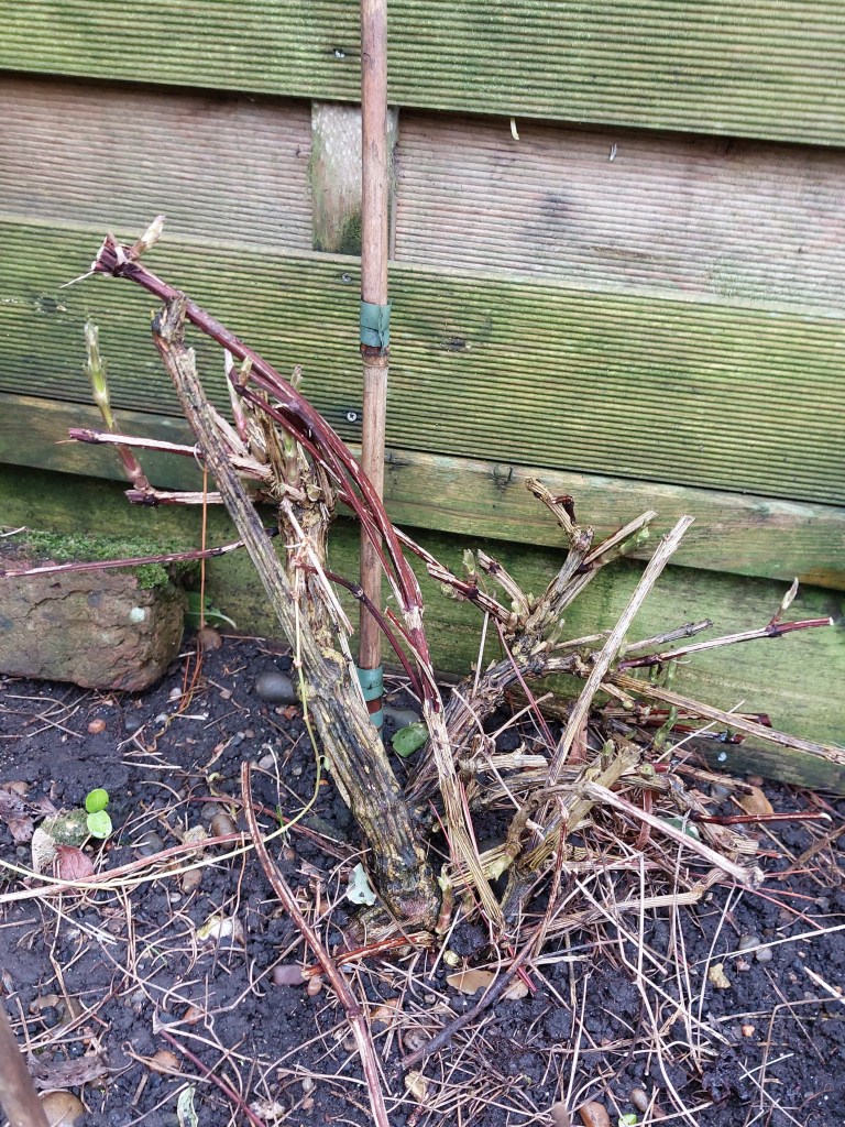 Clematis viticella 'Betty Corning' after February pruning
