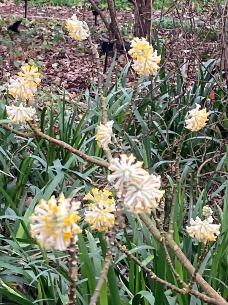 Edgeworthia chrysantha at Kew (Woodland Garden)