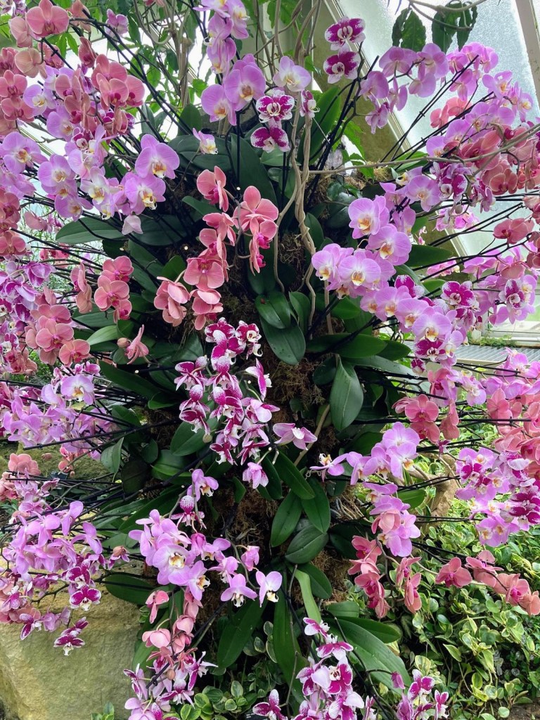 Orchids at Kew, February 2026