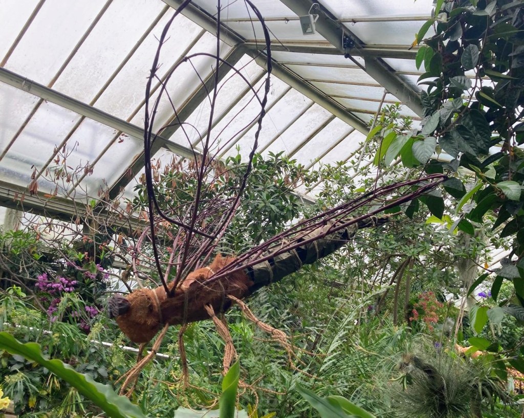 Orchids at Kew, February 2026