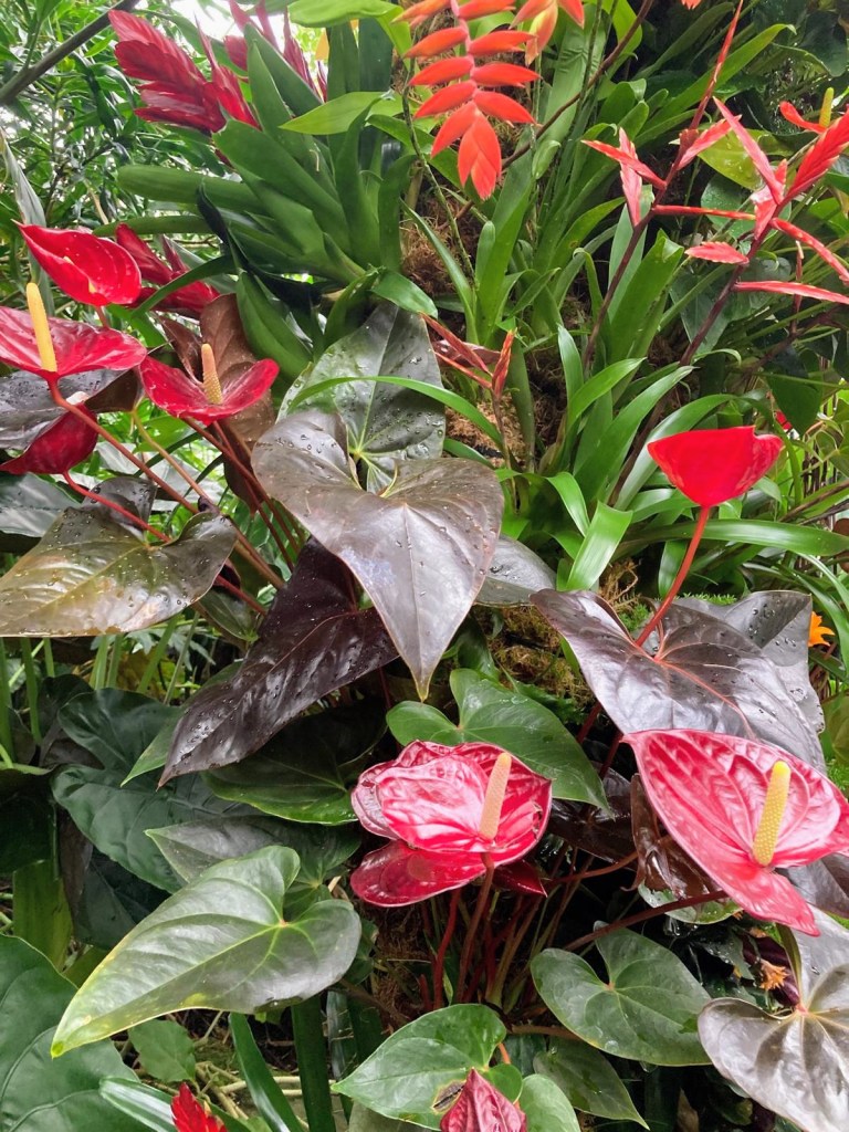 Orchids at Kew, February 2026