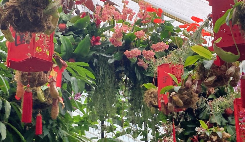 Orchids at Kew, February 2026