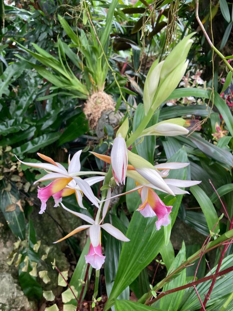Orchids at Kew, February 2026