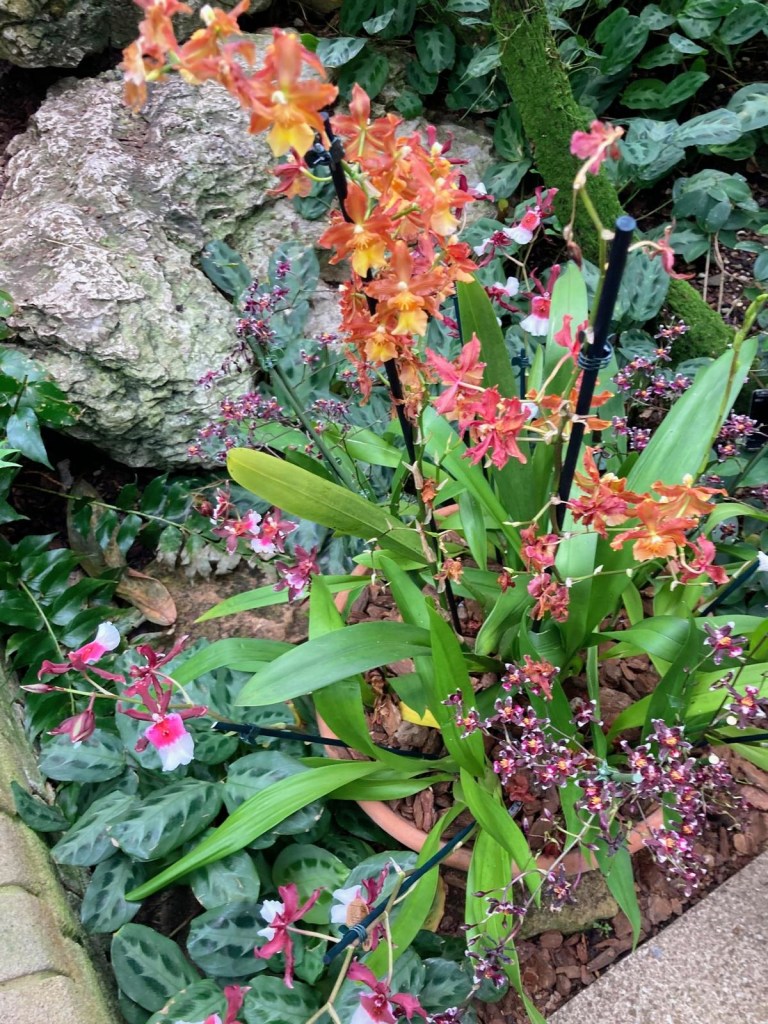 Orchids at Kew, February 2026