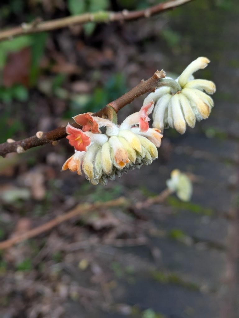 Edgeworthia chrysantha 'Red Dragon' at Beckenham Place Park