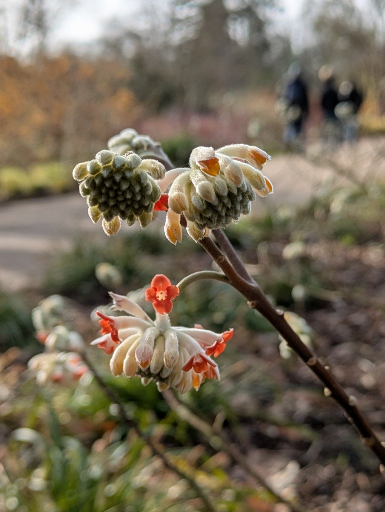 Edgeworthia chrysantha 'Red Dragon' at RHS Wisley (Winter Walk)