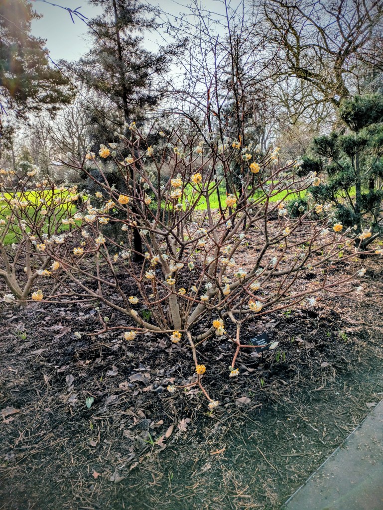 Edgeworthia chrysantha 'Nanjing Gold' at RHS Wisley (Winter Walk)