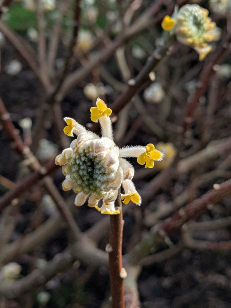 Edgeworthia chrysantha 'Nanjing Gold' at RHS Wisley (Winter Walk)