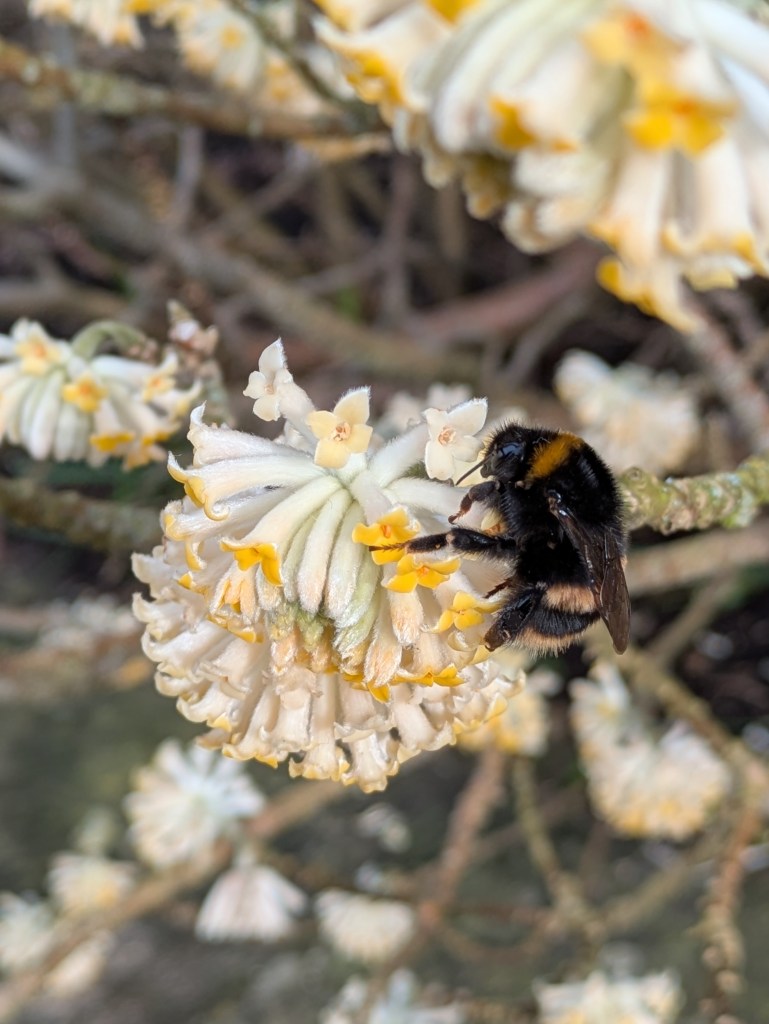 Edgeworthia chrysantha - and bee - at RHS Wisley (next to the old laboratory)