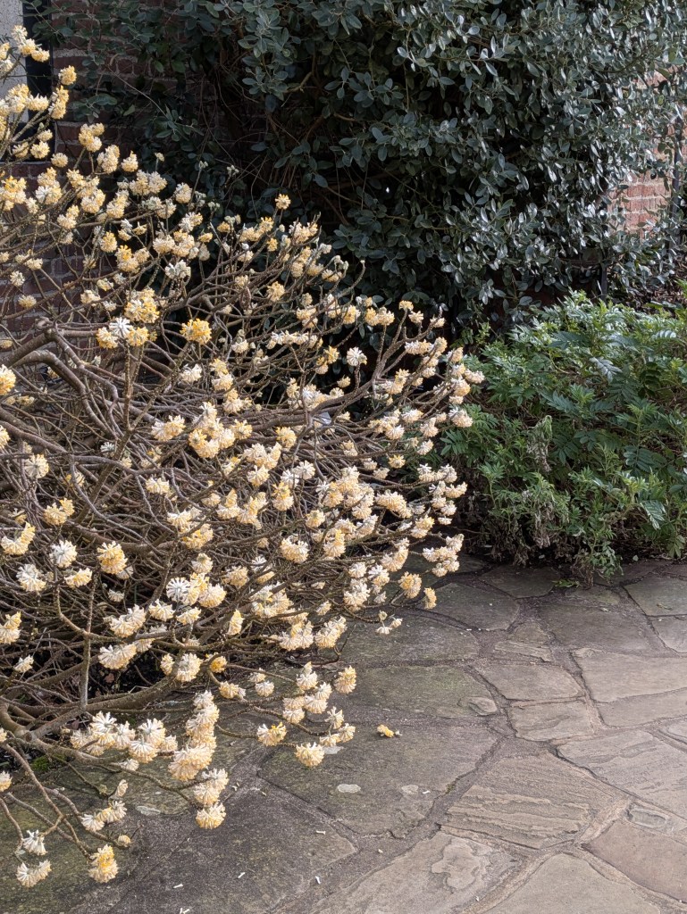 Edgeworthia chrysantha at RHS Wisley (next to the old laboratory)