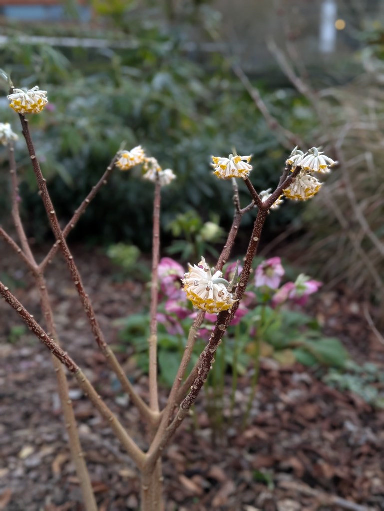 Edgeworthia chrysantha at Horniman Gardens