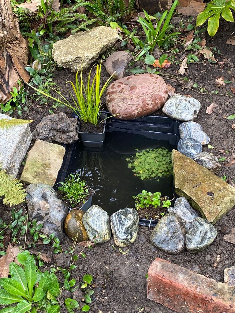 Beth B's tiny pond (~50x30cm)