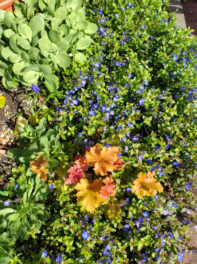 Lovely contrast in Carolyn H's garden (Veronica, Heuchera and Hylotelephium)