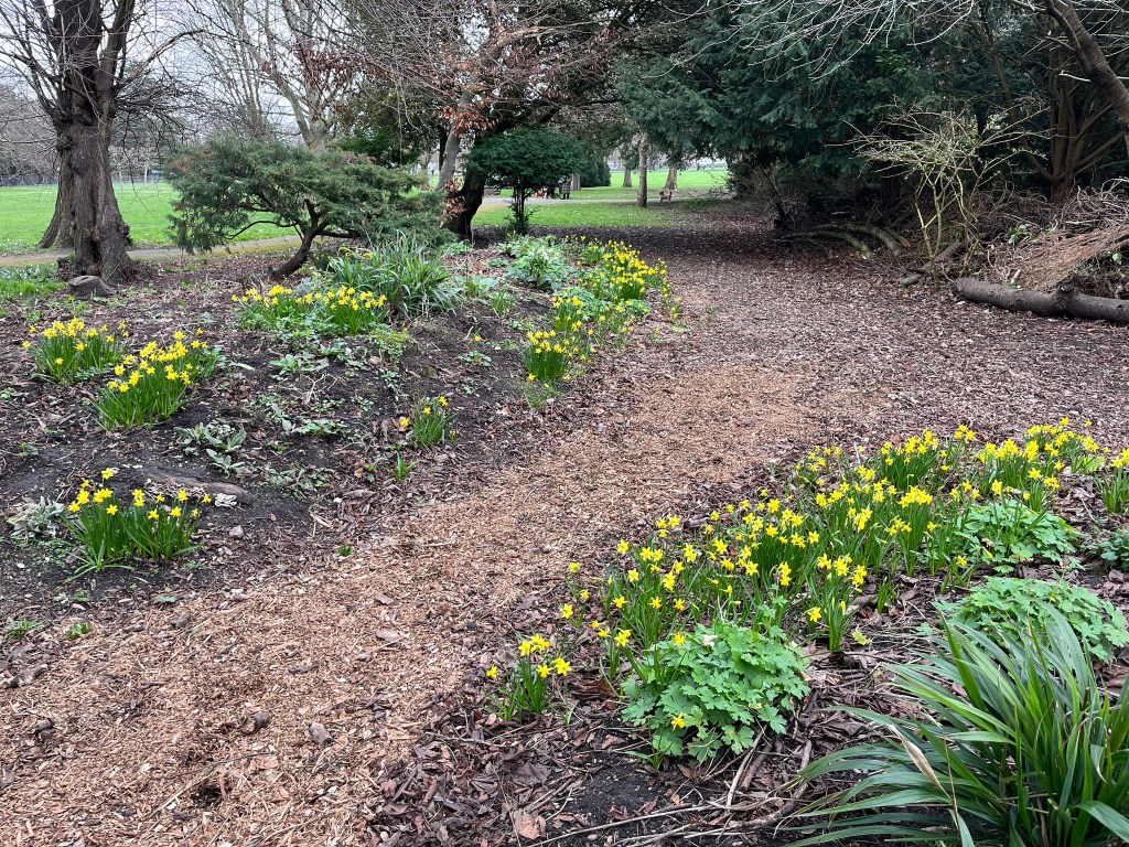 The Glade at Charlton House full of Tete a tete daffodils