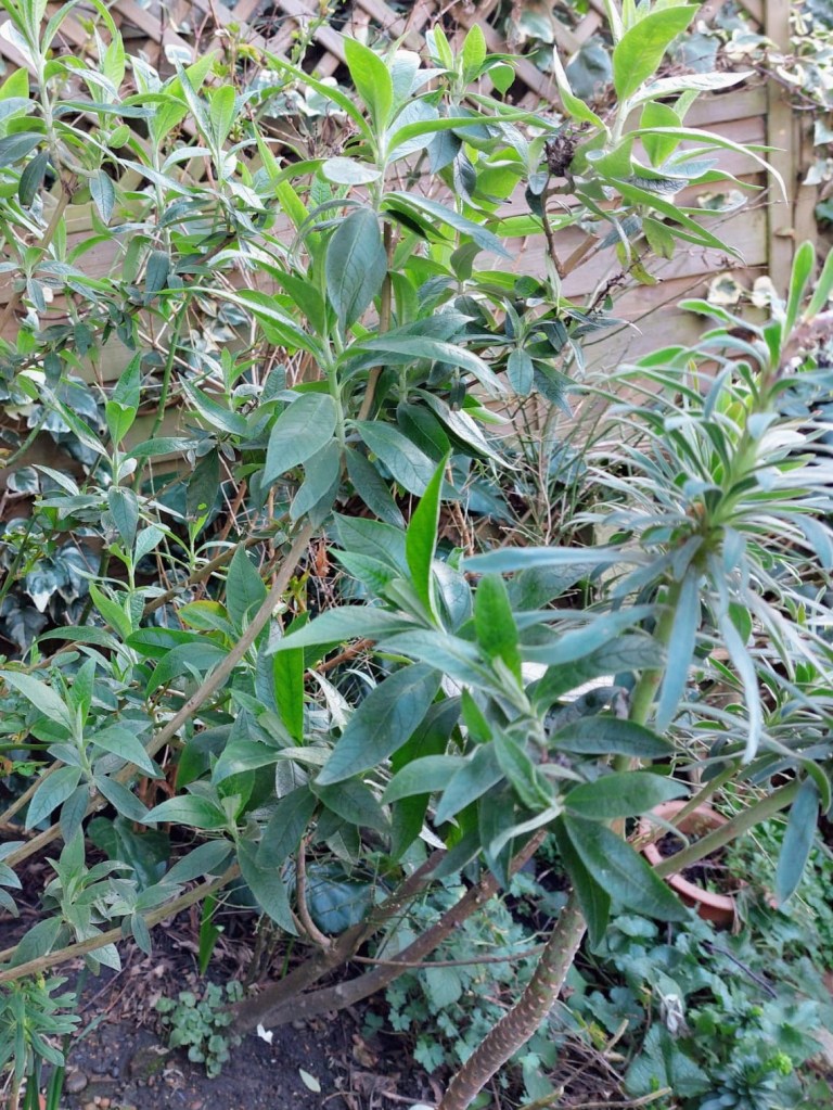 Buddleja davidii in need of a hard prune