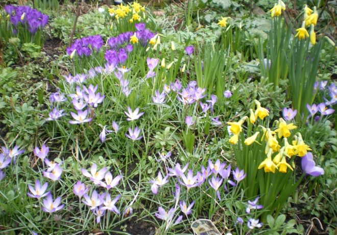 Daffodils and crocuses