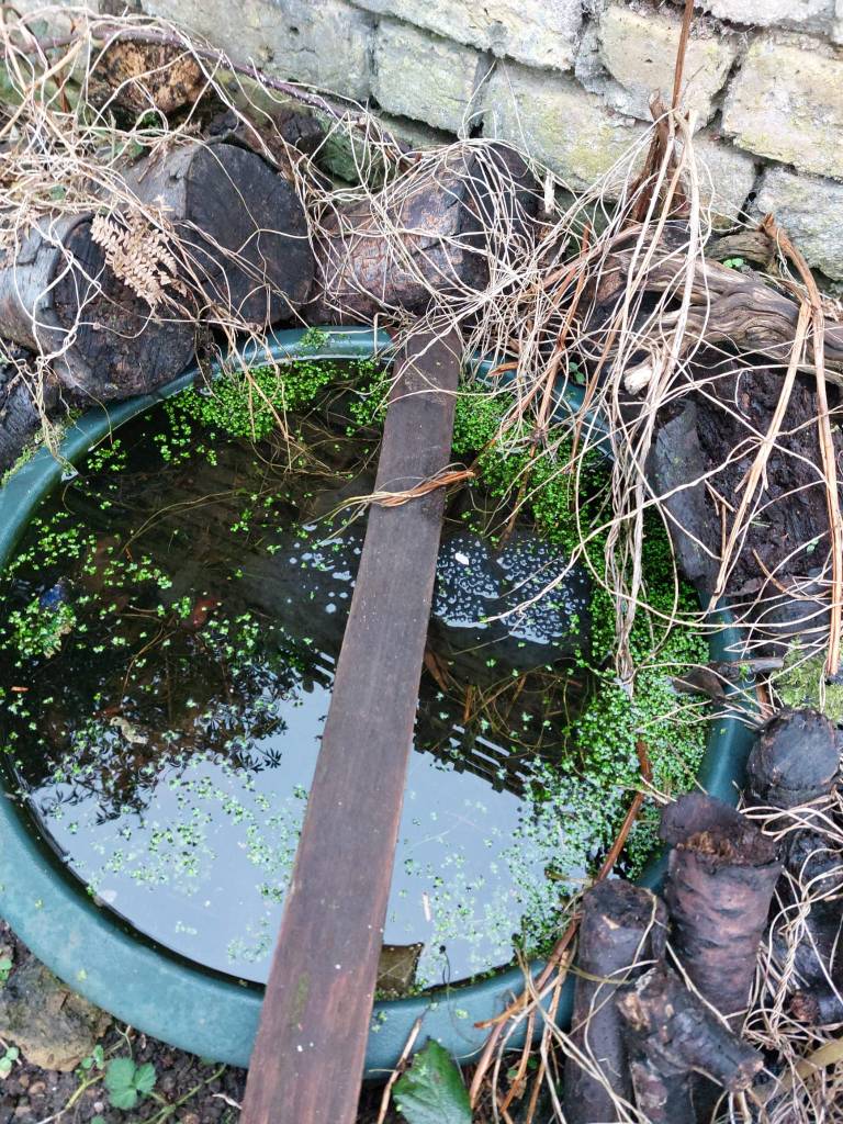 Mini pond in a plastic container