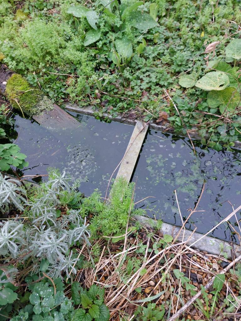 Mini pond in a galvanised metal container, with escape route