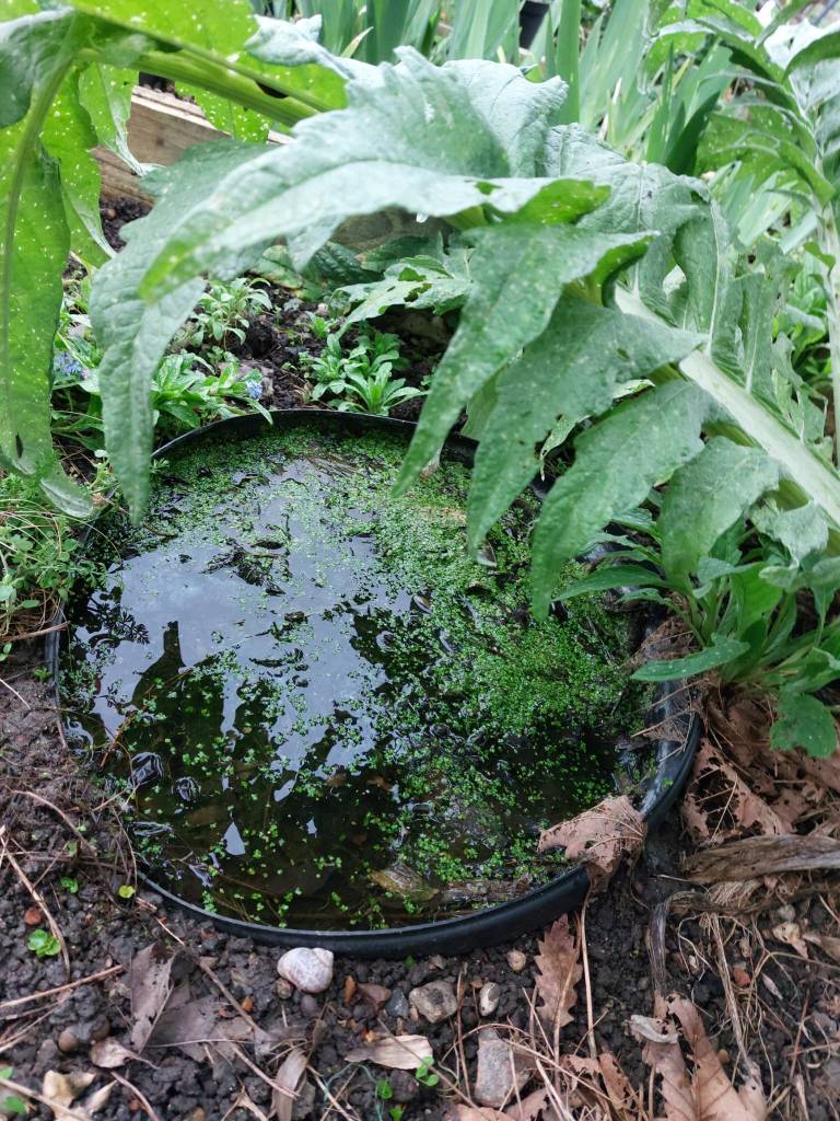 Mini pond in an upturned dustbin lid