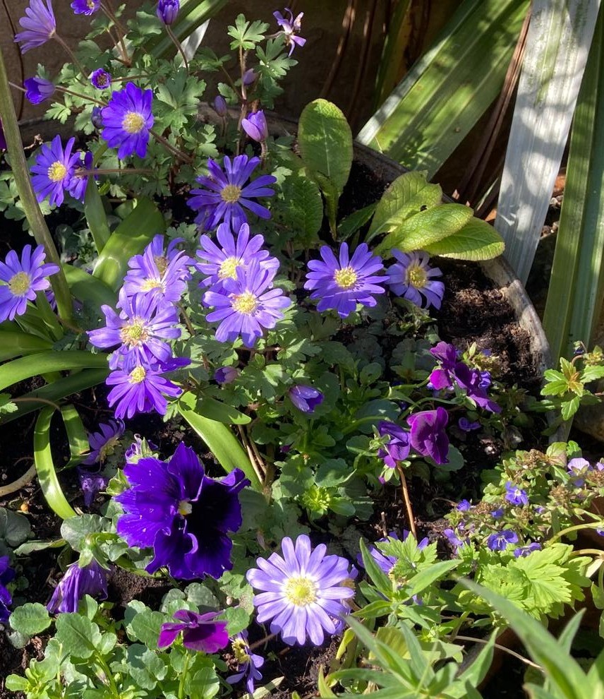 Anemone blanda, Anemone De Caen, pansy and Veronica